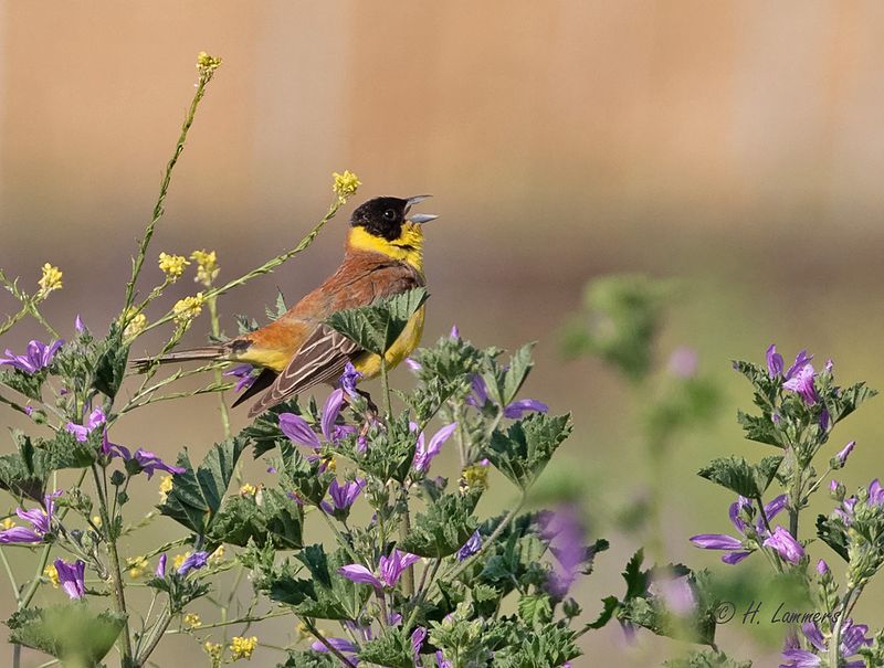 Black-headed bunting - Zwartkopgors - Emberiza melanocephala