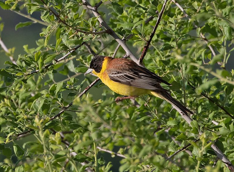 Black-headed bunting - Zwartkopgors - Emberiza melanocephala