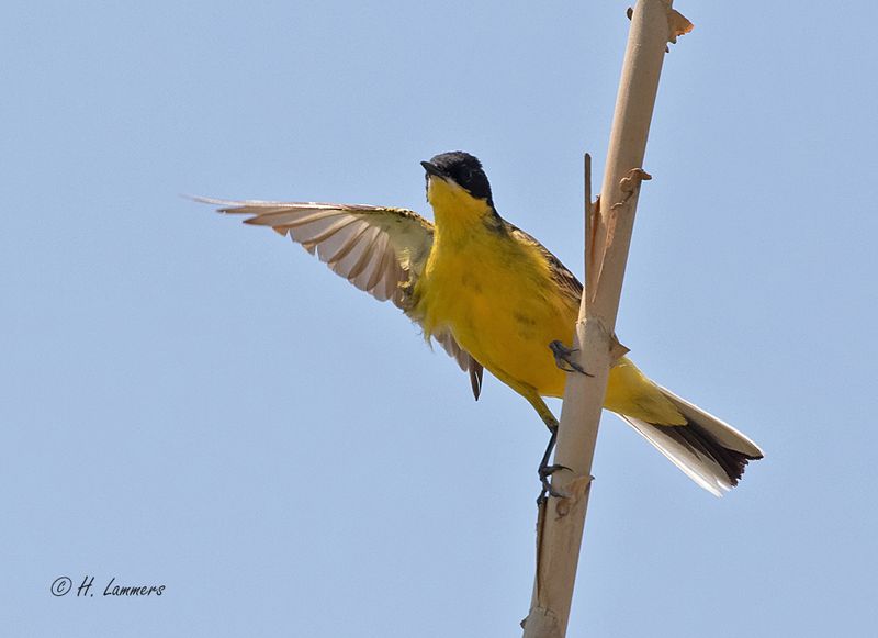 Black-headed bunting - Zwartkopgors - Emberiza melanocephala