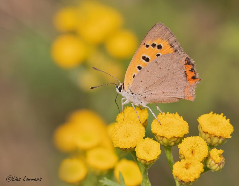 Butterflies - Vlinders