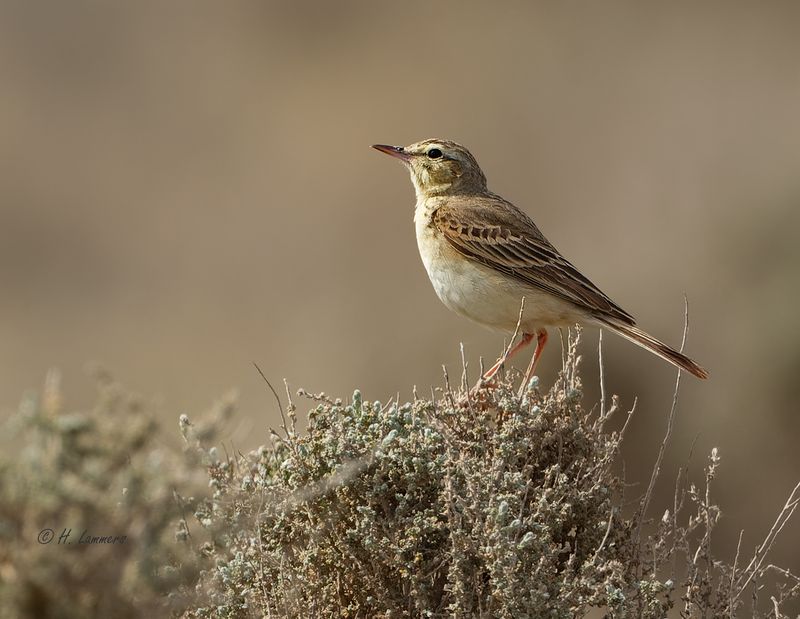Birds Spain
