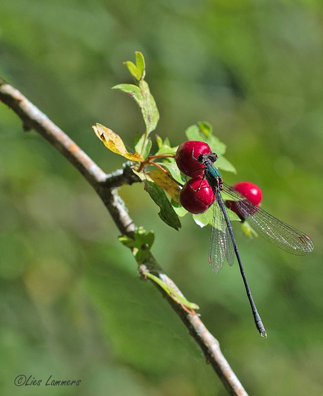 Dragonflies and damselflys - Libellen