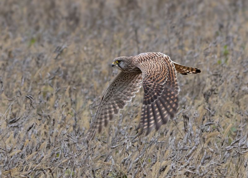 All Galleries  -  Alle galerijen