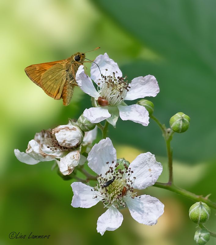 Butterflies - Vlinders