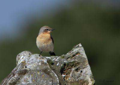 _northern_wheatear (6 Pictures)