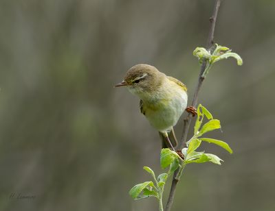 Willow Warbler  - Fitis - Phylloscopus trochilus