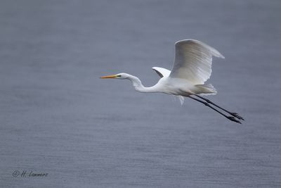 Great egret - Grote Zilverreiger - Ardea alba  