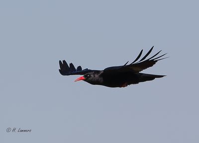 Red-billed Chough - Alpenkraai - Pyrrhocorax pyrrhocorax