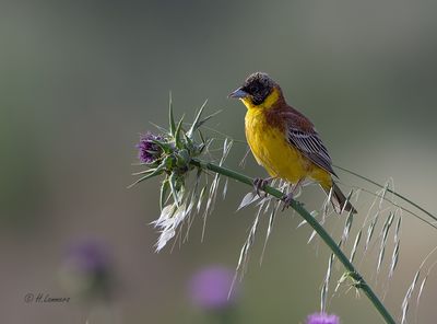 Black-headed Bunting - Zwartkopgors - Emberiza melanocephala