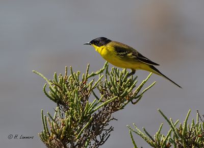 Black-headed Wagtail - Balkankwikstaart - Motacilla feldegg