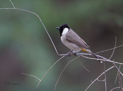 White-eared Bulbul -  Witoorbuulbuul  -Pycnonotus leucotis 