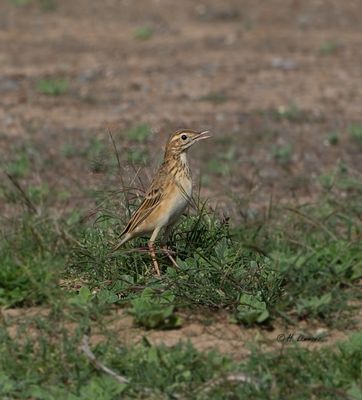 Richard's Pipit - Grote Pieper CP4B7580