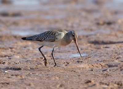 Bar-tailed Godwit - Rosse Grutto - Limosa lapponica  