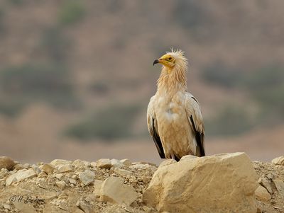 Egyptian Vulture Aasgier- CP4B8507