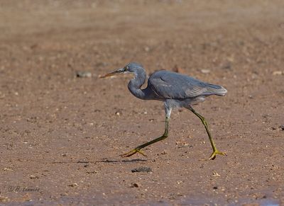 Western Reef Heron -  Westelijke Rifreiger - Egretta gularis