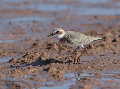   Greater sand plover -  Woestijnplevier - Charadrius leschenaultii