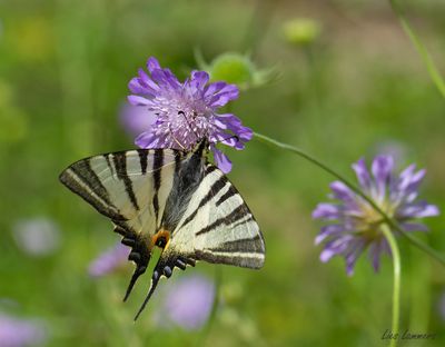 Scarce Swallowtail - Koningspage