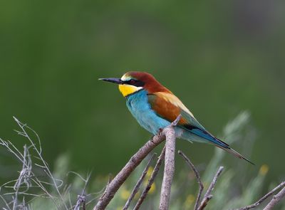 Bijeneter - European Bee-eater - Merops apiaster