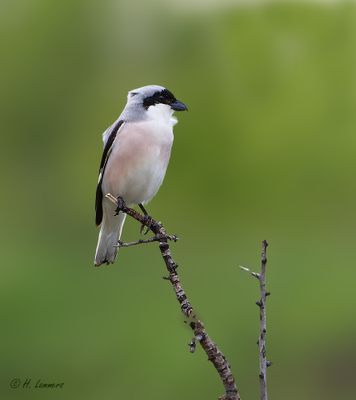 Lesser Grey Shrike - Kleine Klapekster - Lanius minor