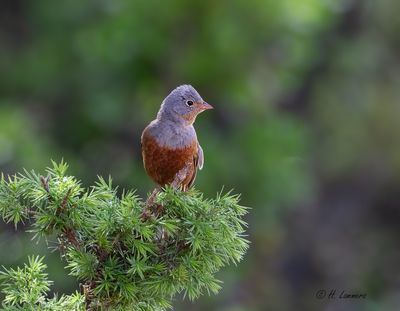 Cretzschmar's Bunting - Bruinkeelortolaan -  Emberiza caesia