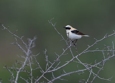 Western Black-eared Wheatear - Westelijk blonde tapuit - Oenanthe hispanica  