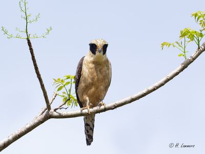 Laughing Falcon -  Lachvalk - Herpetotheres cachinnans