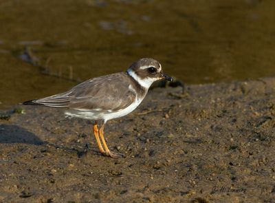 Bontbekplevier - Common Ringed Plover - Charadrius hiaticula
