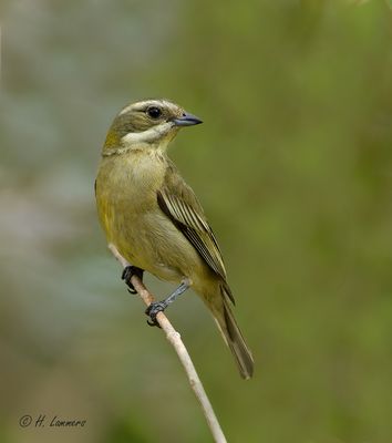 The western spindalis  - Westelijke spindalis - Spindalis zena