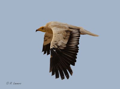 Egyptian Vulture -  Aasgier - Neophron percnopterus 