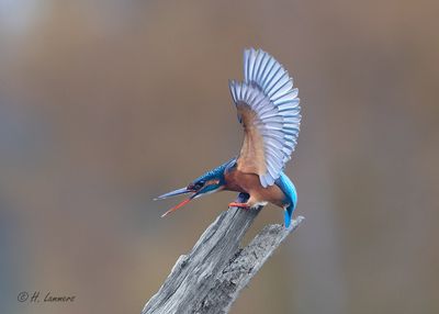 common_kingfishers__ijsvogels