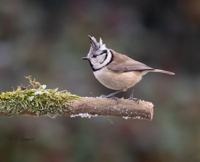 _european_crested_tit__kuifmees__lophophanes_cristatus
