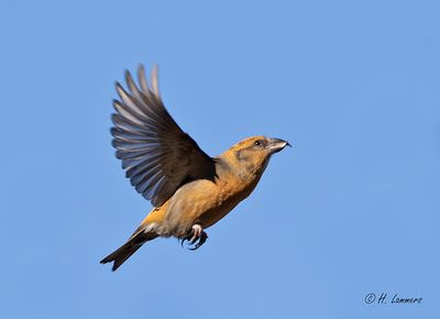 red_crossbill__kruisbek__loxia_curvirostra