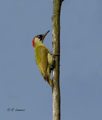 european_green_woodpecker__groene_specht__picus_viridis