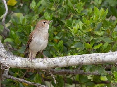 Common nightingale - Nachtegaal - Luscinia megarhynchos