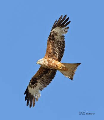 Red kite - Rode Wouw - milvus milvus