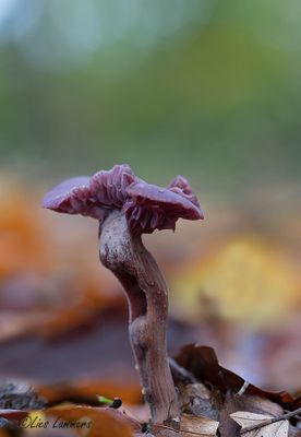 Amethyst Deceiver - Amethistzwam - Laccaria amethystina