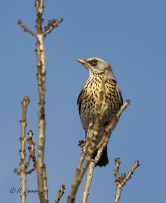  Fieldfare - Kramsvogel - pilaris english