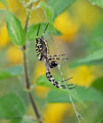  Wasp Spider - Wespspin - Argiope bruennichi