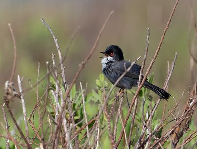 Sardinian Warbler - Kleine Zwartkop - Sylvia melanocephala 