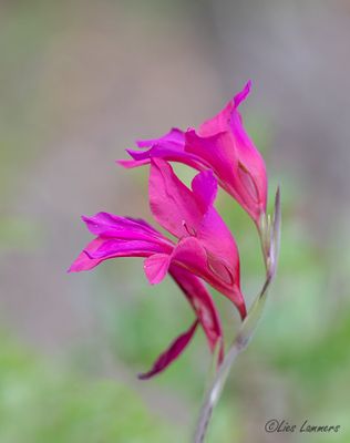 Italian Gladiolus - Italiaanse Gladiool - Gladiolus italicus