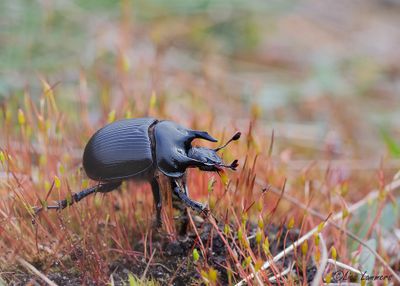 Minotaur Beetle - Driehoornmestkever - Typhaeus typhoeus