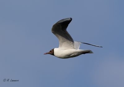 blackheaded_gull__kokmeeuw_chroicocephalus_ridibundus