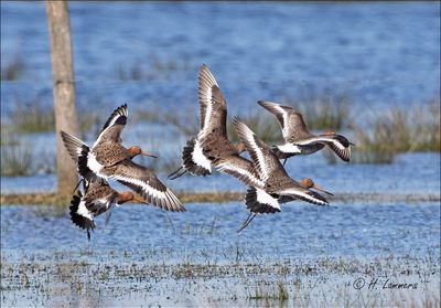 blacktailed_godwit__grutto__limosa_limosa