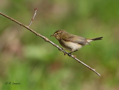 common_chiffchaff__tjiftjaf___phylloscopus_collybita