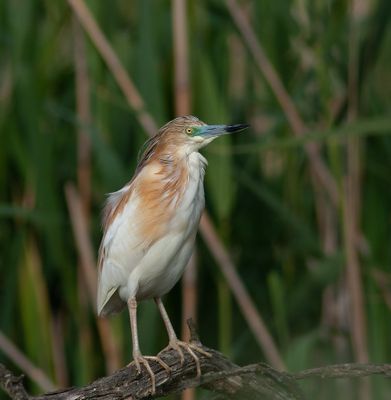 Birds Lesbos - Vogels