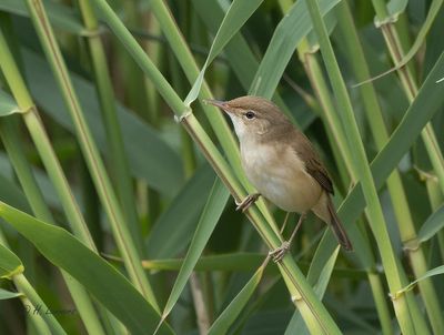 __eurasian_reed_warbler__kleine_karekiet__acrocephalus_scirpaceu