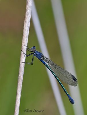 Dark Spreadwing - Grote pantserjuffer - Lestes macrostigma