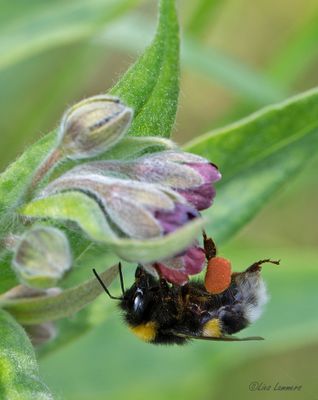 Buff-tailed Bumblebee - Aardhommel - Bombus terrestris