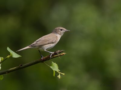 garden_warbler__tuinfluiter___sylvia_borin