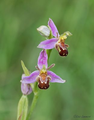Bee orchid - Bijenorchis - Ophrys apifera